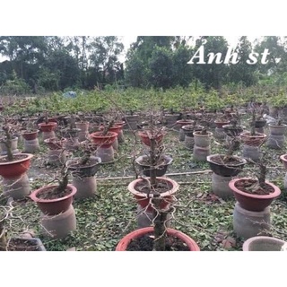 Rụng lá mai Max Flower (gói 200g)