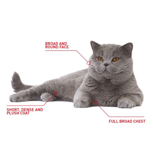 400g Hạt Royal Canin British Shorthair Adult dành cho mèo Anh Lông Ngắn trên 12 tháng tuổi