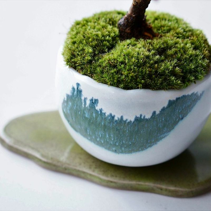 Rêu leucobryum, cushion cho bể terrarium, bonsai hôp 10x15cm