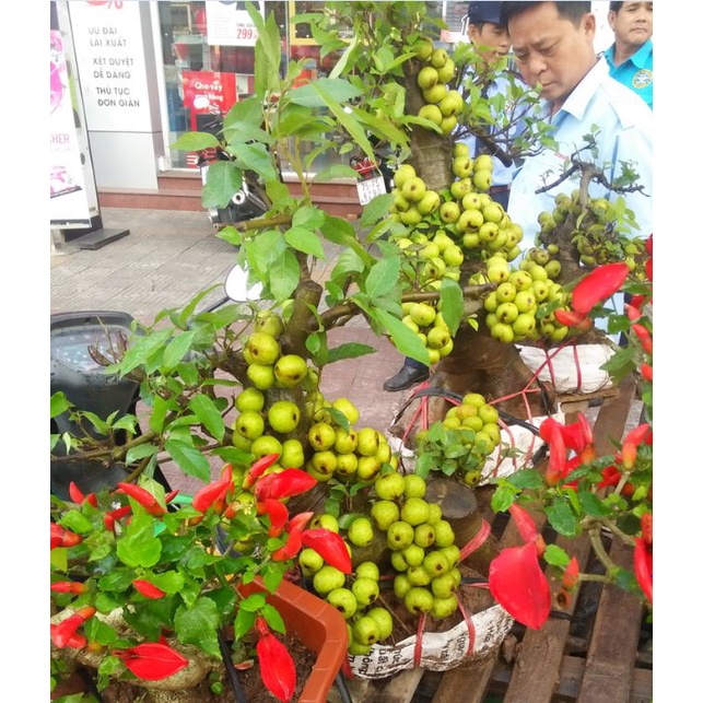 Hạt Giống Cây Sung Bonsai  - Gói 10 Hạt KNS298