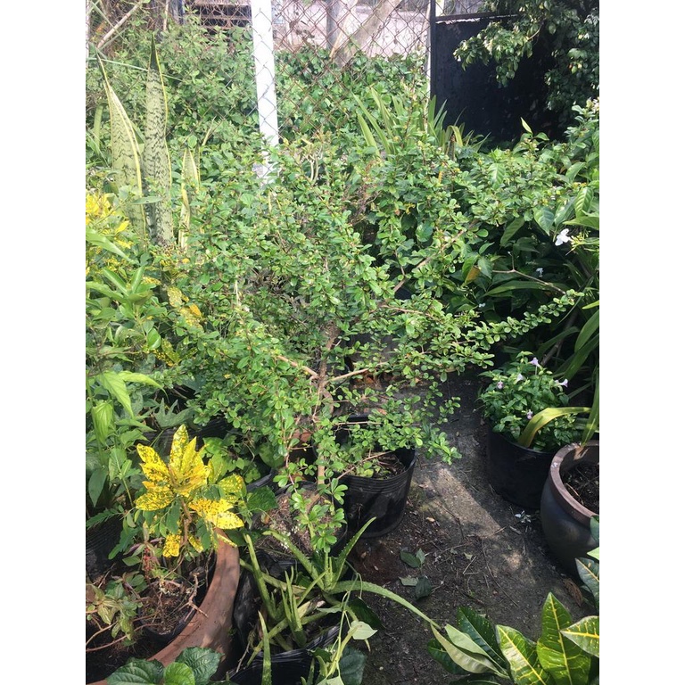 Cây chùm rụm  - Chỉ giao hỏa tốc 3h