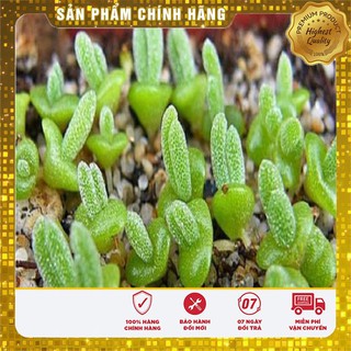 Hạt Giống Cây Tai Thỏ Lucky ( 5 hạt)