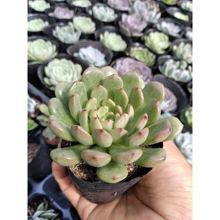 Sen ruby đầu đỏ