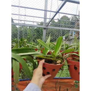 1 chậu 2 cây lan đuôi cáo đẹp(như hình cuối)