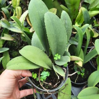 Hoa phong lan vũ nữ thỏ
