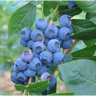 30h Hạt Giống Quả Việt Quất (Vaccinium Corymbosum)