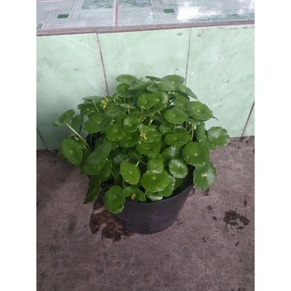 Rau má kiểng cỏ đồng tiền