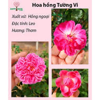 Cây hoa hồng tường vi 2 màu