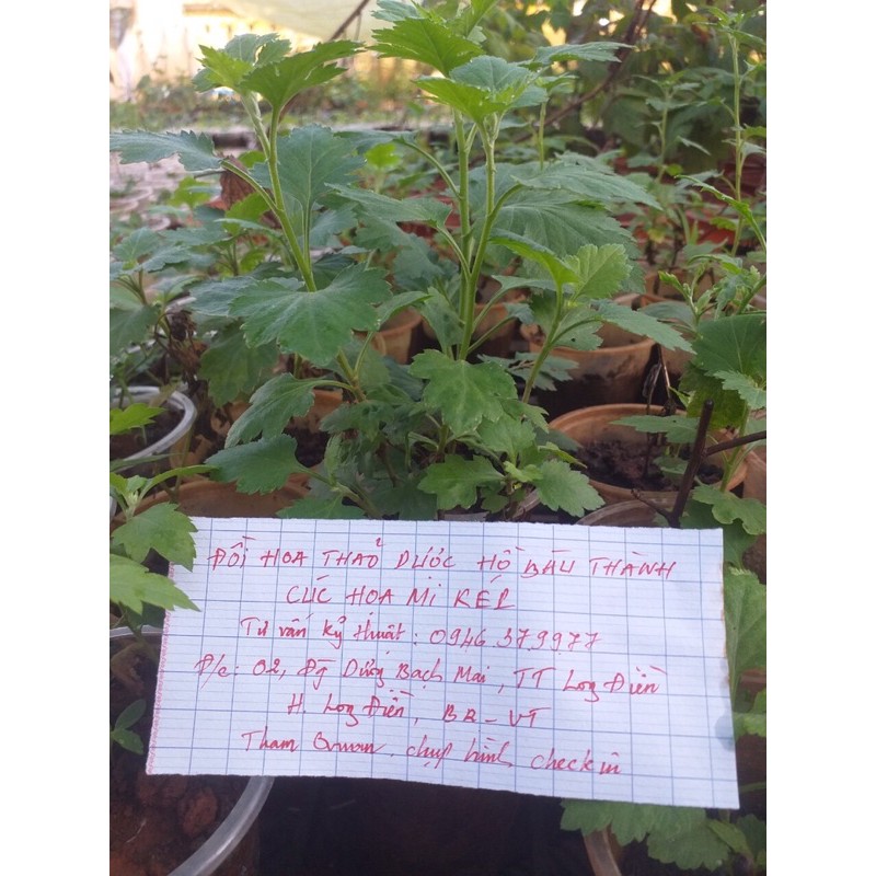 Cúc cổ mi kép