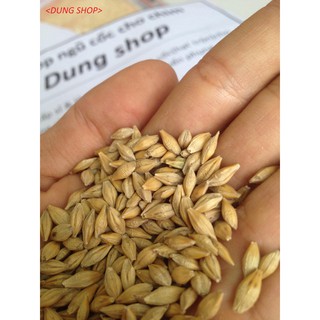 lúa đại mạch 1kg - thức ăn cho chim vẹt