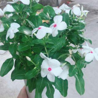 Cây dừa cạn trắng, hồng.2cây/ bầu