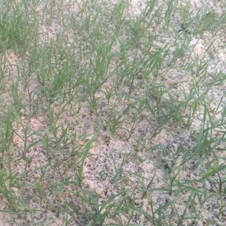HẠT CỎ TRỒNG THẢM BERMUDA - GÓI 10 GRAM