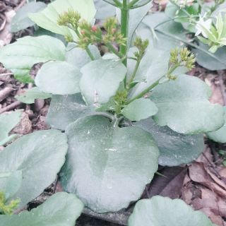 10 Cây giống sống đời ta màu đỏ(~15cm)