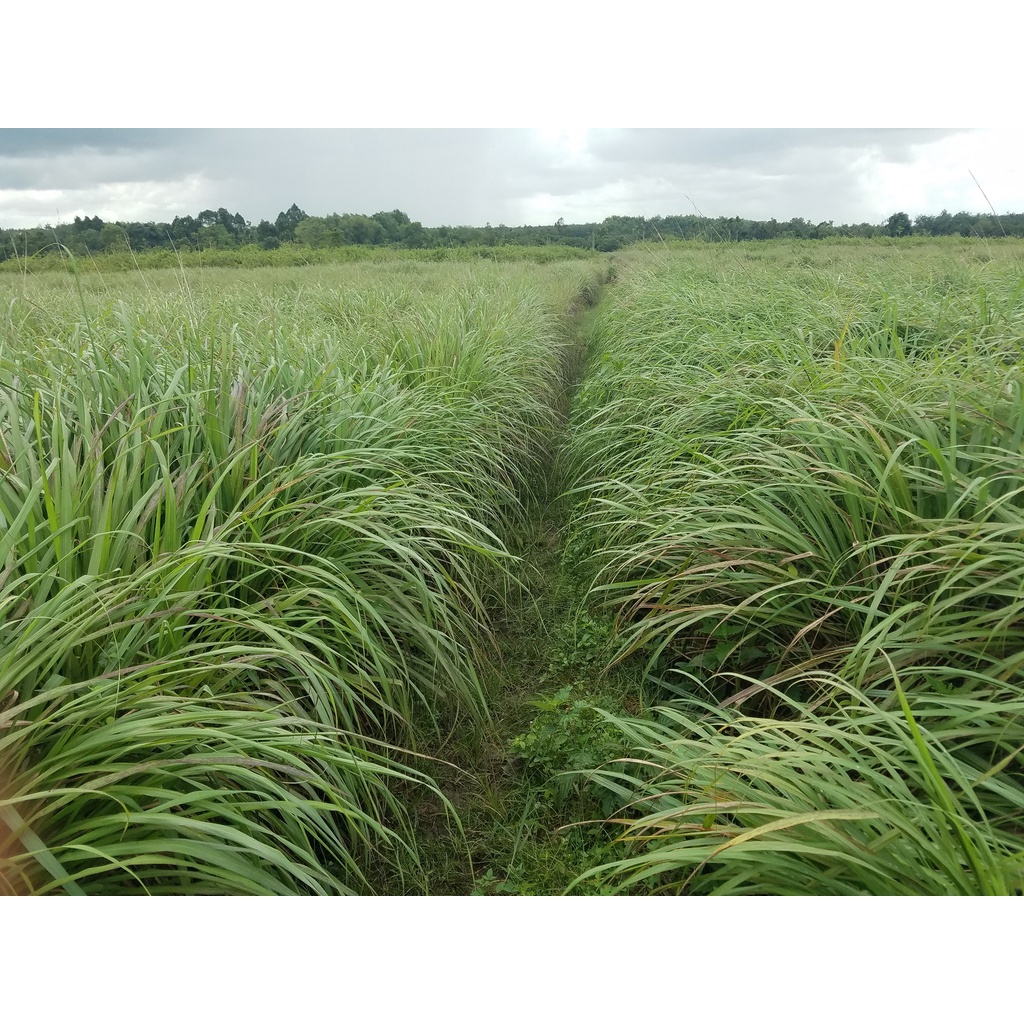 Tinh dầu sả chanh KingOil