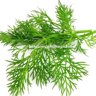 5gr - hạt giống rau thì là
