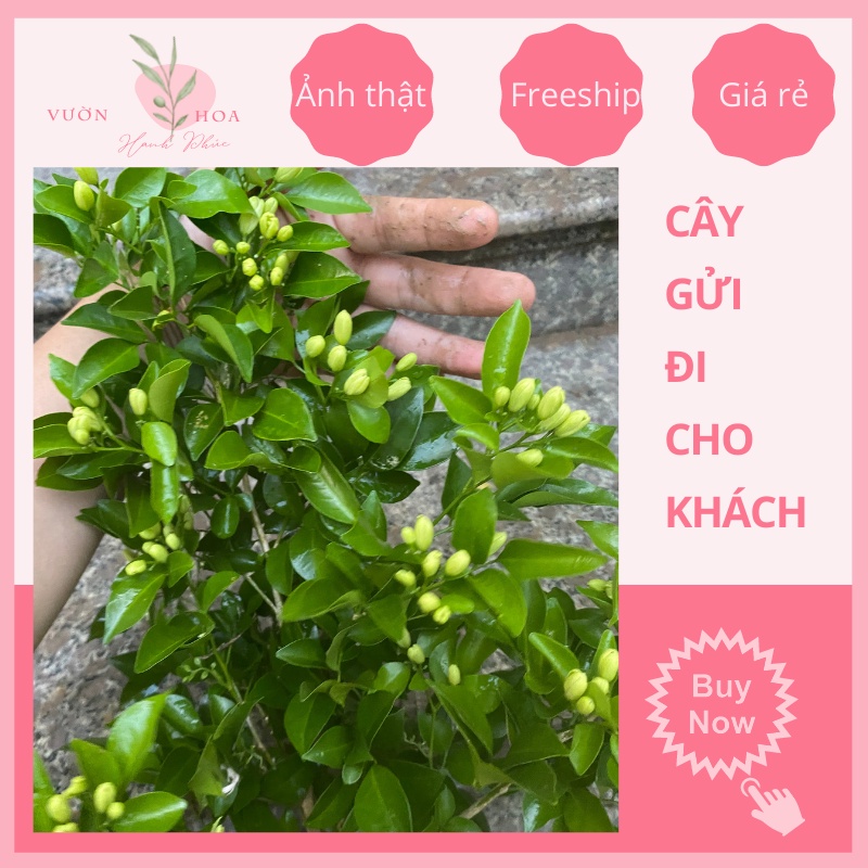 Cây nguyệt quế thơm cao 35cm sẵn nụ, sẵn hoa, nở quanh năm, ảnh thật, lỗi 1 đổi 1