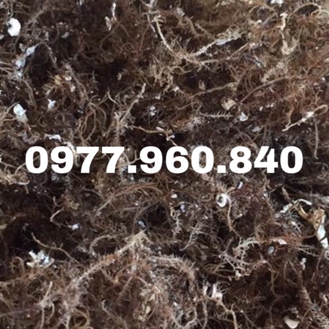 1KG RONG BIỂN RAU CÂU XU XOA LÝ SƠN LOẠI 1 ÍT SẠN QUẢNG NGÃI HOÀN TOÀN TỪ THIÊN NHIÊN