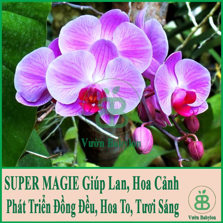 Bộ Ba Phân Bón Super Magie - Canxi - Kali Hũ 100Gr