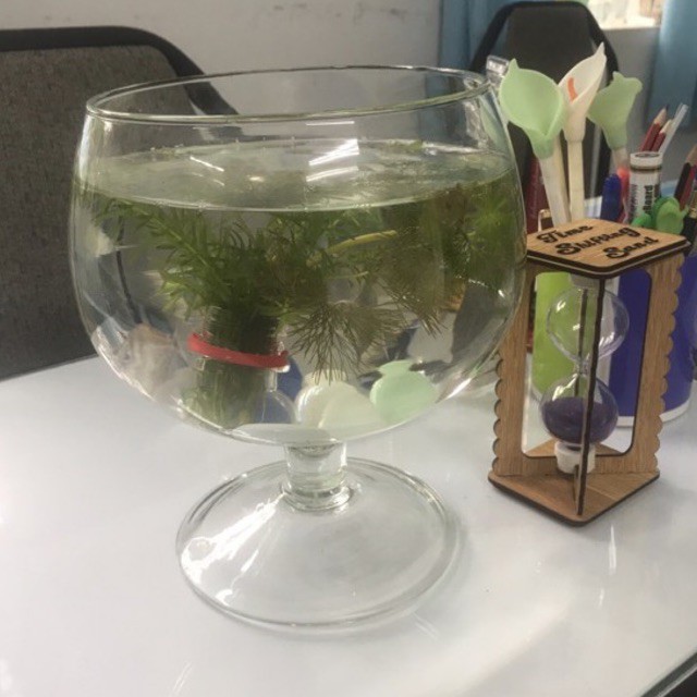 Bình Hoa thủy tinh trang trí 15cmx19cm