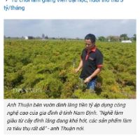 Củ đinh lăng tươi 1kg (hàng có sẵn)