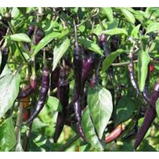 Hạt giống Ớt Cay Đen