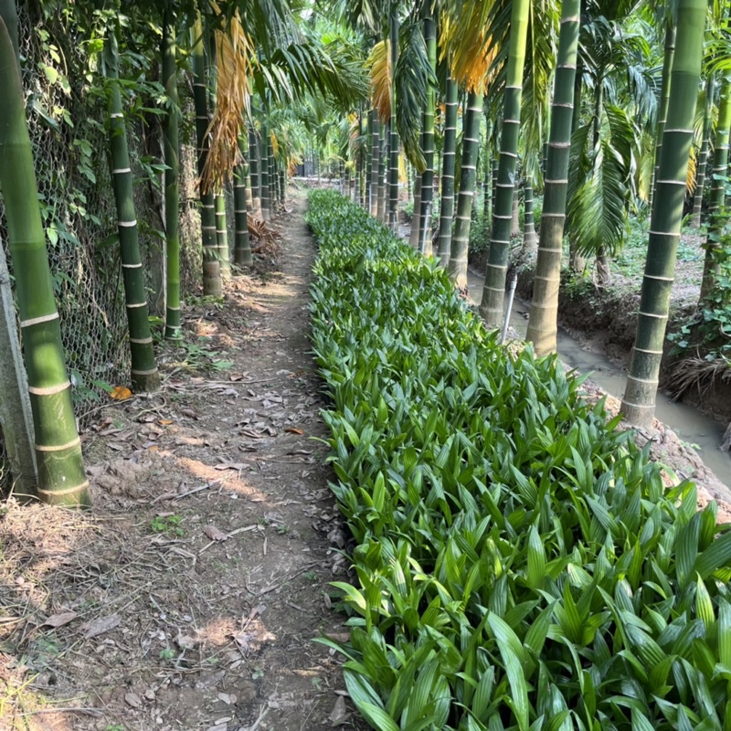 5 cây Cau ăn trầu - Trái xuất khẩu