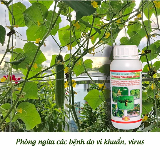 Tinh Dầu Tỏi Trị Sâu, Bọ, Phòng Ngừa Virus -  Dành cho Hoa Lan - Rau - Cây Trồng v.v.v
