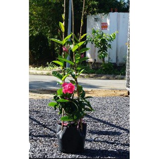 Cây hoa hồng anh leo cánh kép - Mandevilla sanderi - shop BÉ MẦM 06 HCM