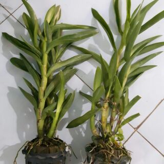 Hoa lan denro nắng thỏ hồng