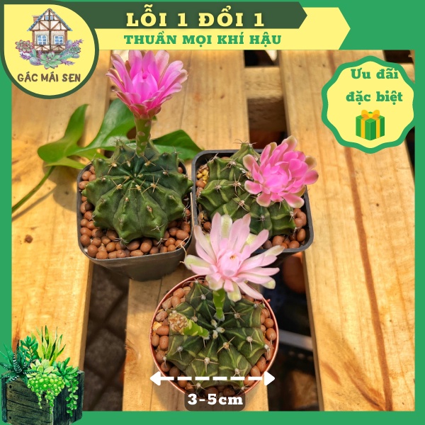 🌵 Xương rồng gymno vân hoa hồng 2-3cm 🌵 siêu khỏe đẹp thuần mọi khí hậu