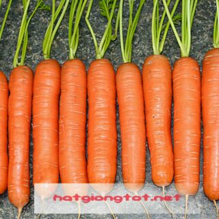 Hạt giống cà rốt