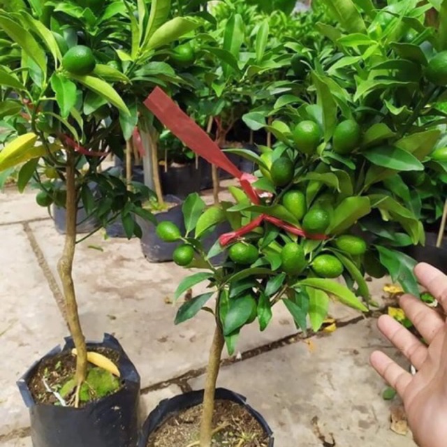 Cây tắc thái ngọt