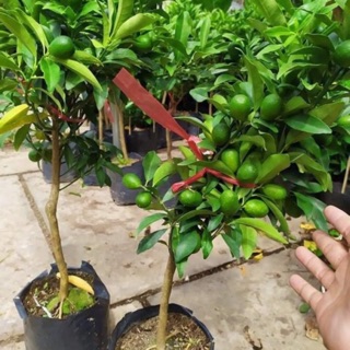 Cây tắc thái ngọt