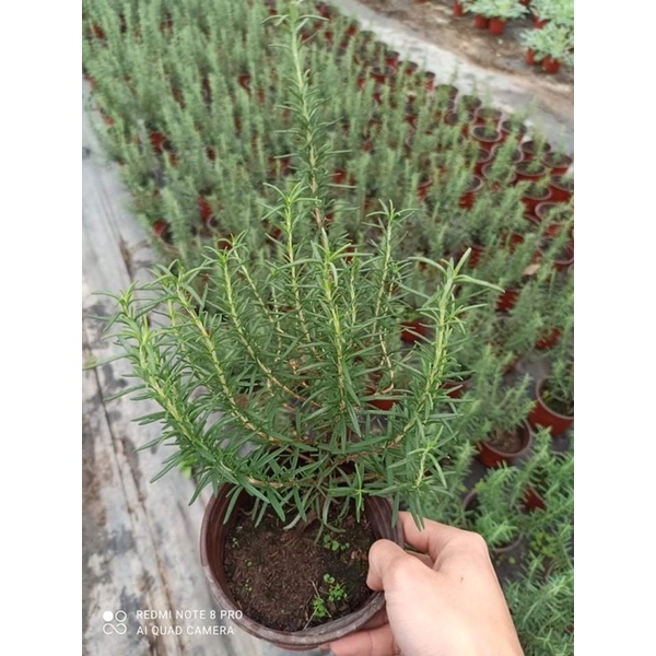 Hương thảo cây bầu ổn định