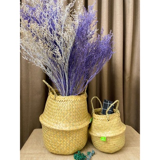 Giỏ chậu cây cỏ bàng Green Joy