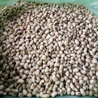 Cato321 nguyenson Đỗ tương nguyenson