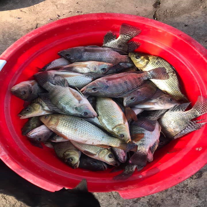 Gói Mồi Câu Cá rô đồng,mè dảnh,chép--cám câu cá sông-mồi câu cá tự nhiên