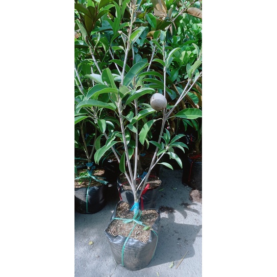 Cây Sa Po Xoài( hồng xiêm xoài)