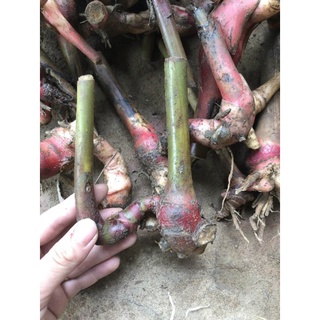 củ sen đa lộc(tặng kèm phân)