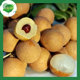 Nhãn xuồng cơm dày hạt lép - 30k/kg