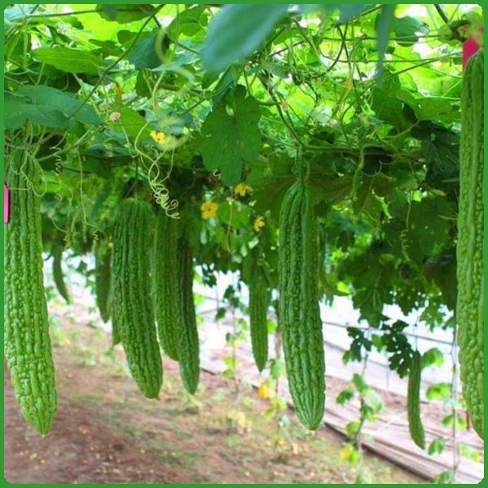 Hạt giống mướp đắng -Khổ qua Sao thần Nông cao sản nhanh thu hoạch