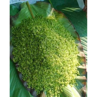 Cốm nếp non Lào_dòn, bùi. rang cốm, hông xôi, nấu chè, làm chả cốm, chiên tôm...