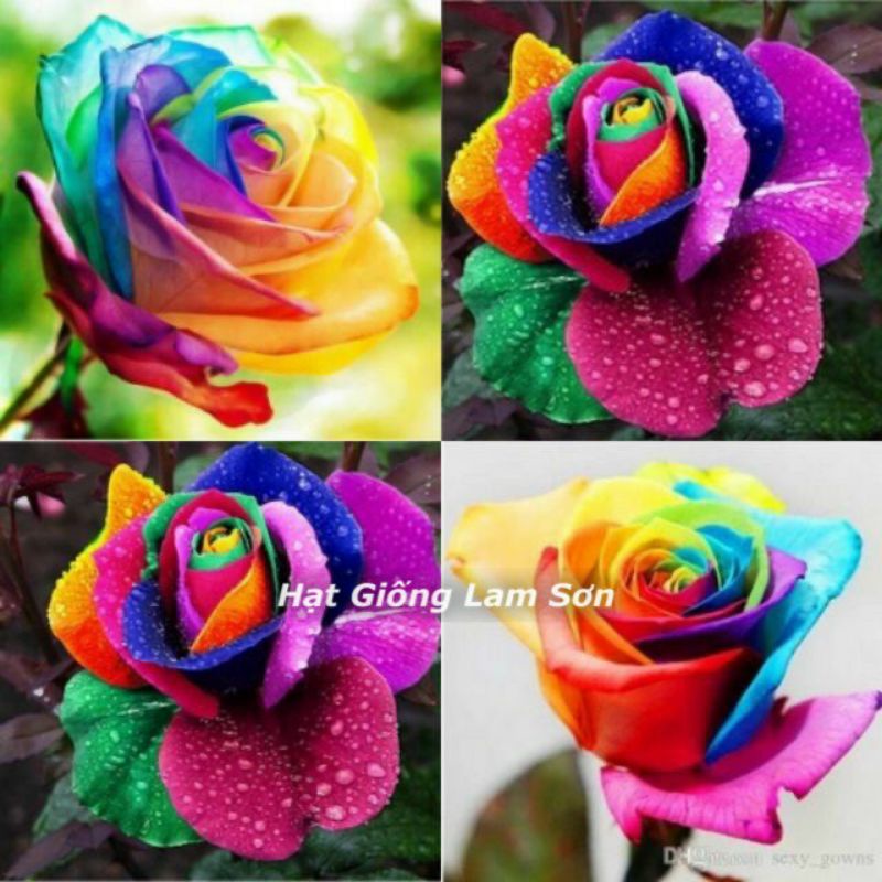 HẠT GIỐNG HOA HỒNG 7 MÀU - Loài Hoa May Mắn, Mang Nhiều Cảm Xúc.