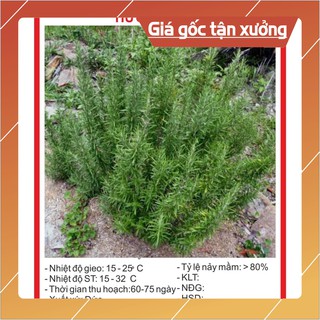 Hạt giống cây hương thảo 10 hạt hạt giống