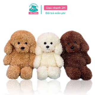 Mua chó gấu xù ở đâu? Nơi bán chó gấu xù giá rẻ, uy tín, chất 