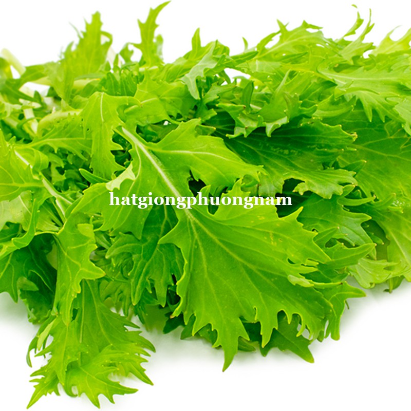 1GR - HẠT GIỐNG CẢI MIZUNA XANH