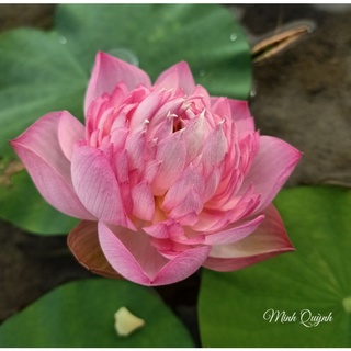 Củ sen Táo hồng