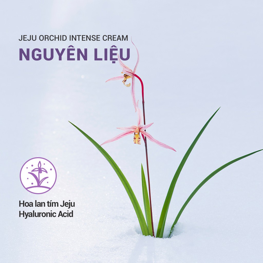 [Mã COSIF05 giảm 10% đơn 400K] Kem dưỡng chống lão hóa hoa lan tím Innisfree Jeju Orchid Intense Cream 50ml