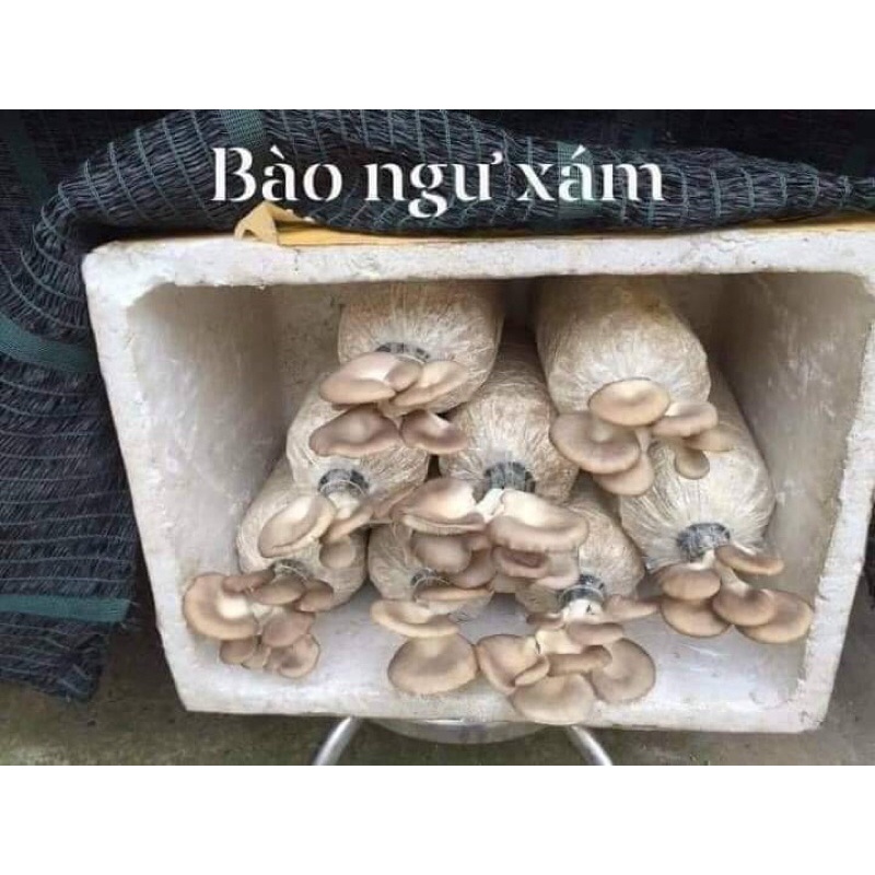 🍄🍄🍄NẤM BÀO NGƯ XÁM - Ship hỏa tốc 🛵