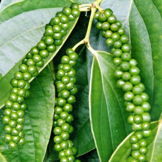 Chậu cây Tiêu chùm, Hồ Tiêu